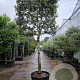 Quercus ilex 180 cm stam container 25-30 lei 180x180