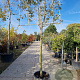 Quercus ilex 180 cm stam container Leivorm