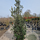 Quercus ilex 200-250 cm 35L