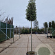 Quercus ilex 200 cm stam container 18-20