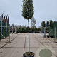 Quercus ilex 200 cm stam container 18-20