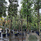 Quercus ilex 200 cm stam container 16-18 leiboom