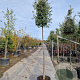 Quercus ilex 220 cm stam container 18-20 lei 150x120