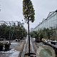 Quercus ilex 220 cm stam container 20-25