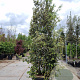 Quercus ilex 350-400 cm cont. 175L 