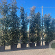 Quercus ilex 500-550 cm container