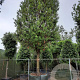 Quercus ilex 70 cm container 60-80