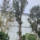 Quercus suber 170 cm stam container 100-125