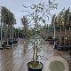 Quercus suber 175-200 cm cont. 70L meerstammig
