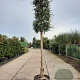 Quercus suber 180 cm stam container 25-30