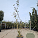 Quercus suber 200-250 cm 45L meerstammig solitair