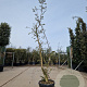 Quercus suber 200-250 cm 45L meerstammig solitair