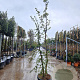 Quercus suber 200-250 cm cont. 70L meerstammig
