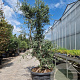 Quercus suber 250-300 cm cont. 125L meerstammig