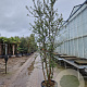 Quercus suber 250-300 cm cont. 70L meerstammig