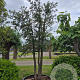Quercus suber 300-350 cm cont. 600L meerstammig