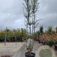 Quercus suber 300-350 cm cont. 70L meerstammig