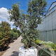Quercus suber 350-400 cm draadkluit meerstammig