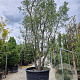 Quercus suber 450-500 cm cont. 750L meerstammig