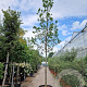 Quercus turneri 'Pseudoturneri' 200 cm stam cont. 230L