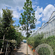 Quercus turneri 'Pseudoturneri' 200 cm stam cont. 230L 20-25