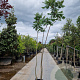 Rhus typhina 250-300 cm 35L meerstammig