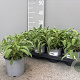 Salvia officinalis P14