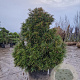 Sciadopitys verticillata 120-140 cm container spiraal
