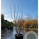 Sorbus 'Dodong' 175-200 cm 45L meerstammig solitair