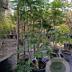 Sorbus 'Dodong' 175-200 cm 45L meerstammig solitair