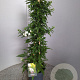 Solanum jasminoides 60-80 cm 4,5L piramide