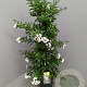 Solanum jasminoides 60-80 cm 4,5L piramide