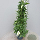 Solanum jasminoides 60-80 cm 4,5L piramide
