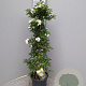 Solanum jasminoides 60-80 cm 4,5L piramide