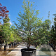 Styrax jap. 'Issai' 250-300 cm container meerstammig