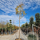 Syringa reticulata 'Ivory Silk' 230 cm stam container meerstammig dakvorm