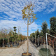 Syringa reticulata 'Ivory Silk' 230 cm stam container meerstammig dakvorm