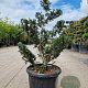 Taxus baccata 120-140 cm 45L bonsai