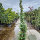 Trachelospermum jasminoides 200-250 cm 15L