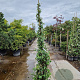 Trachelospermum jasminoides 200-250 cm 15L