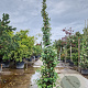 Trachelospermum jasminoides 200-250 cm 15L