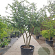 Ulmus minor suberosa 300-350 cm container meerstammig