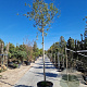 Vitex agnus-castus 220 cm stam container 16-18
