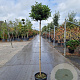 Viburnum tin. 'Eve Price' 140 cm stam container bol 50-60