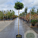 Viburnum tin. 'Eve Price' 140 cm stam container bol 50-60