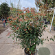 Viburnum tin. 'Eve Price' 80-100 cm 18L struik
