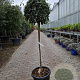 Viburnum tin. 'Eve Price' 90 cm stam 30L