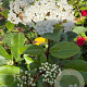 Viburnum tinus 70-80 cm 25L extra