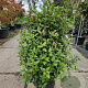 Viburnum tinus 70-80 cm 25L extra