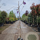 Wisteria flor. 'Honbeni' 175-200 cm 10L